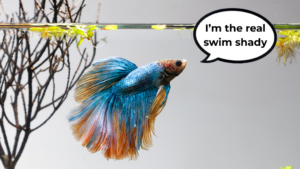 Colorful betta fish in aquarium with speech bubble that says "I’m the real Swim Shady"